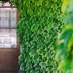 Casa di campagna Albafiorita *
