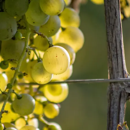 Albafiorita * Latisana