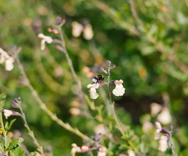 Albafiorita Εξοχικό σπίτι *