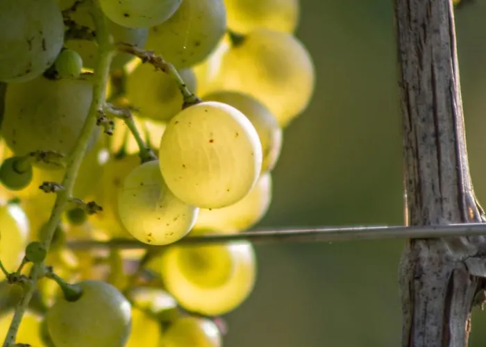 Albafiorita * Latisana